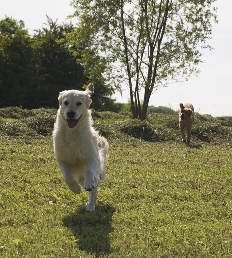 Mojo en Hope 18 mei 2014