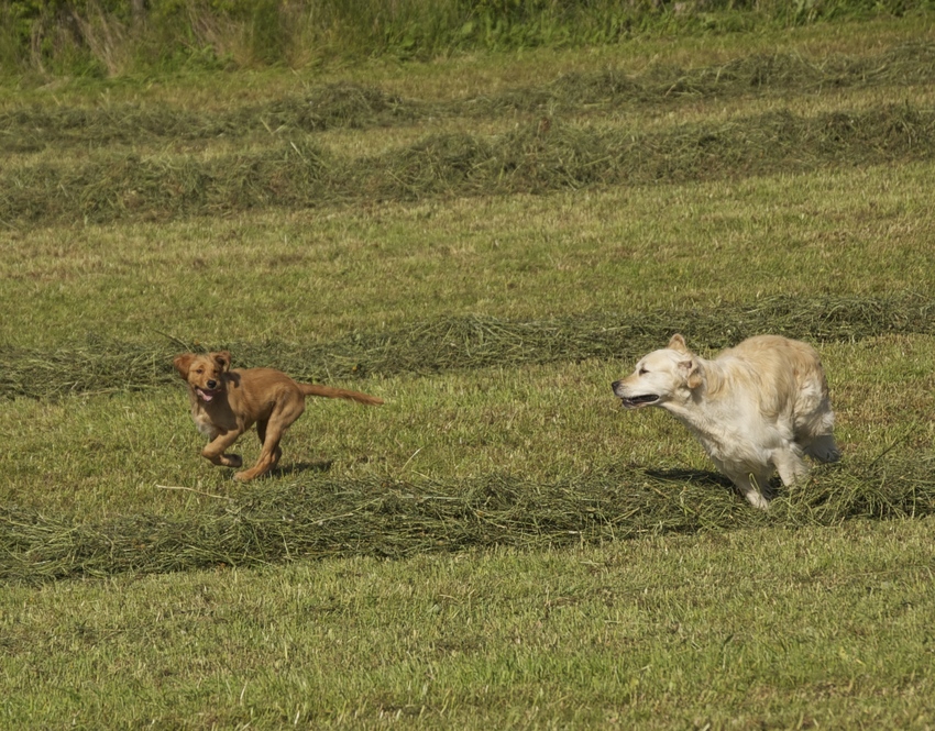 Mojo en Hope 18 mei 2014