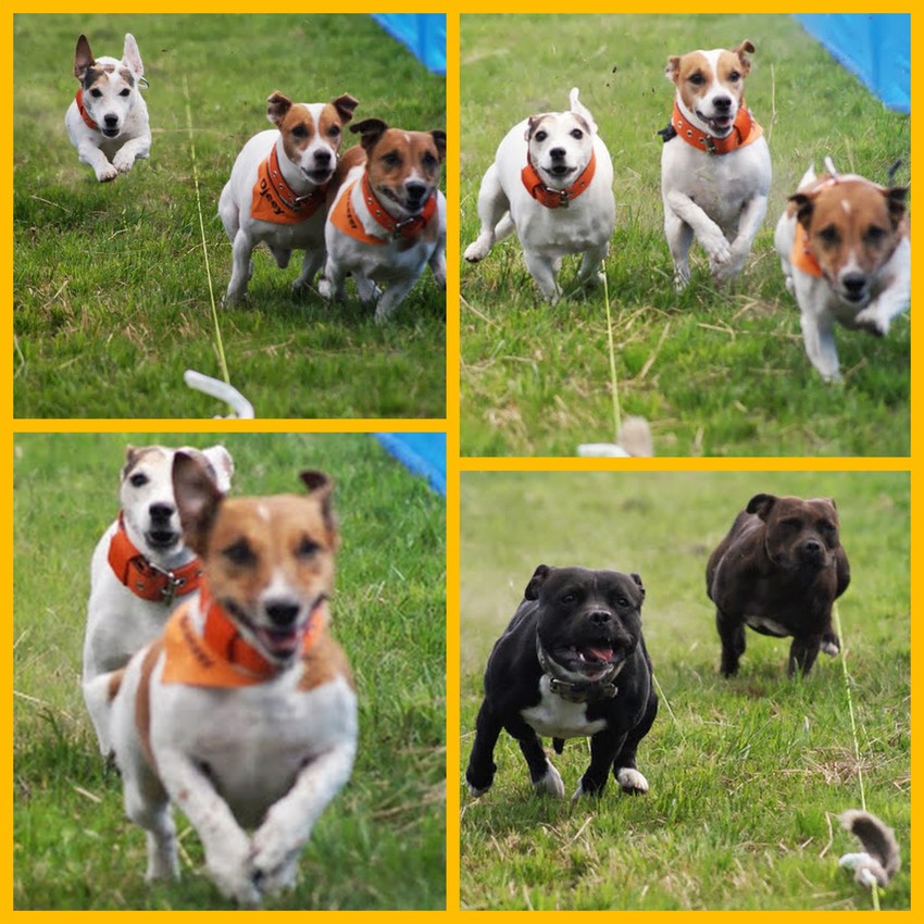 Onze honden vereniging Het Jack Russell Terrier Raceteam.
Hier wat foto's van onze trainingen en evenementen.
Meer info op: www.terrierraceteam.nl 