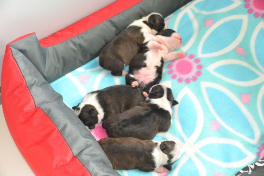 Dit zijn  de pups van Annaliza die geboren zijn op 15 April 2014 .