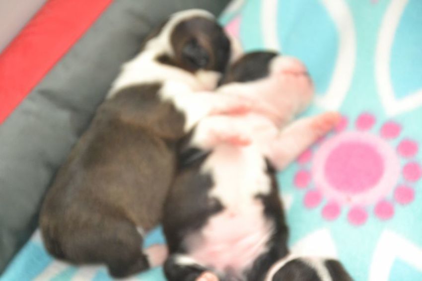 Het zijn leuke en vrolijke pups .
