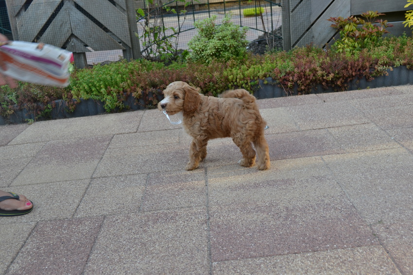 Krant spelen vind Senna ook leuk :D