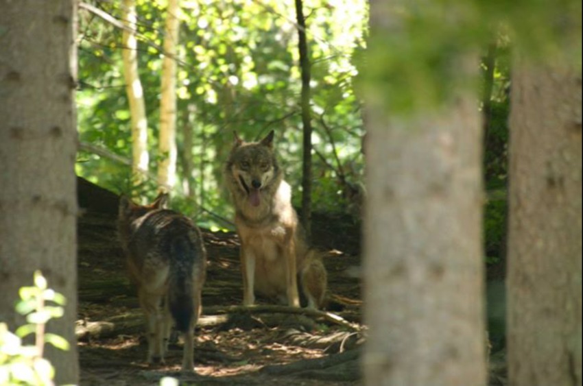 In het wild park. Omdat Pepper ging blaffen toen ze de wolven zag, bleven ze staan.