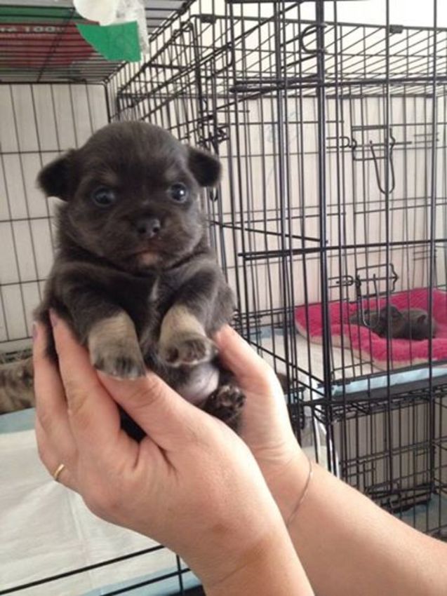 Pebbles, bij de fokker, 3 weken oud