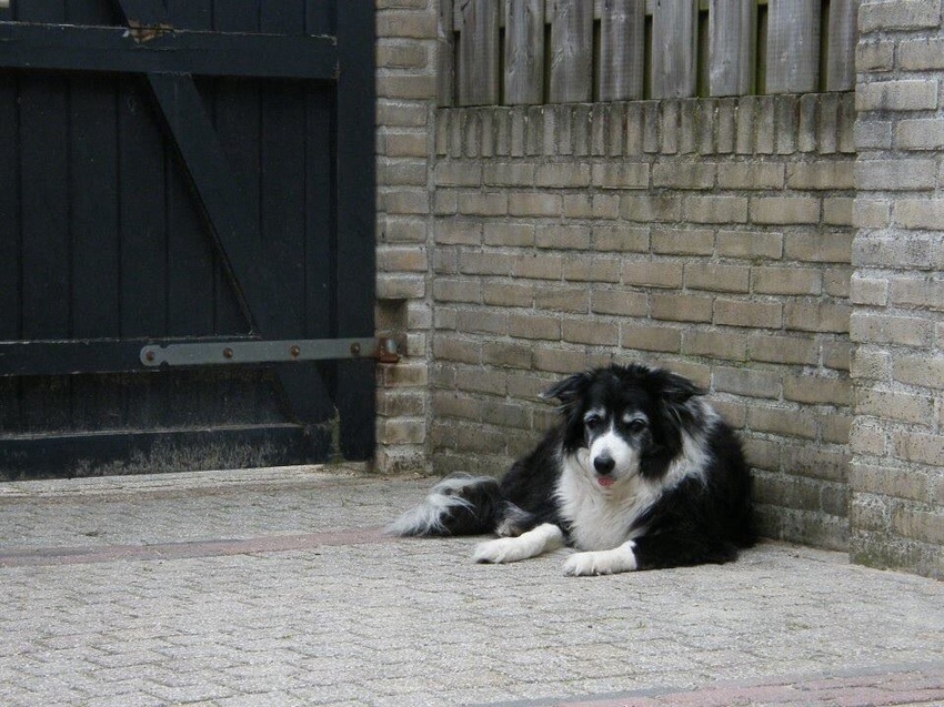 Pluto. Bij ons op de plaats op haar favoriete plekje !