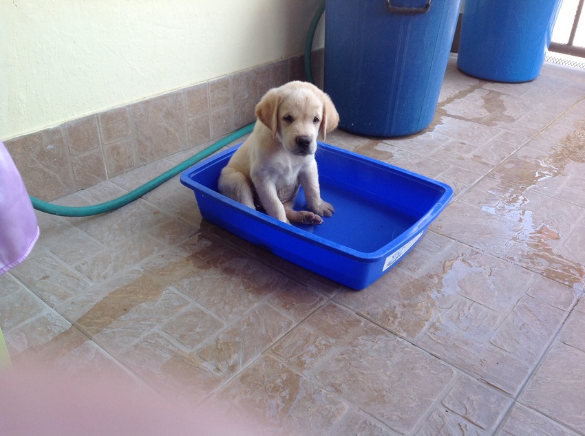 Milo's nieuwe thuis. De opvoeding kan beginnen. De weg van de lange adem. Zijn eigen 
