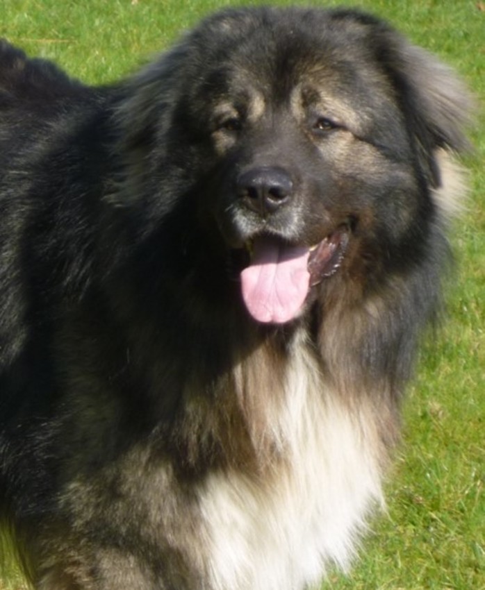 Brutus, vijf jaren oud