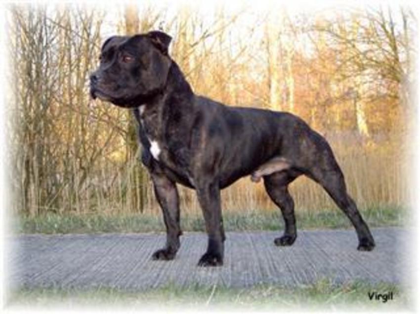 Stripe Zijn Vader:
 Velvet And Steel Are Made 4 Loving You