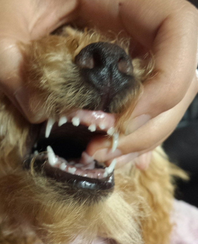 Aanbod Haas vergroting Help,9 tandjes tegelijk wisselen | HondenForum