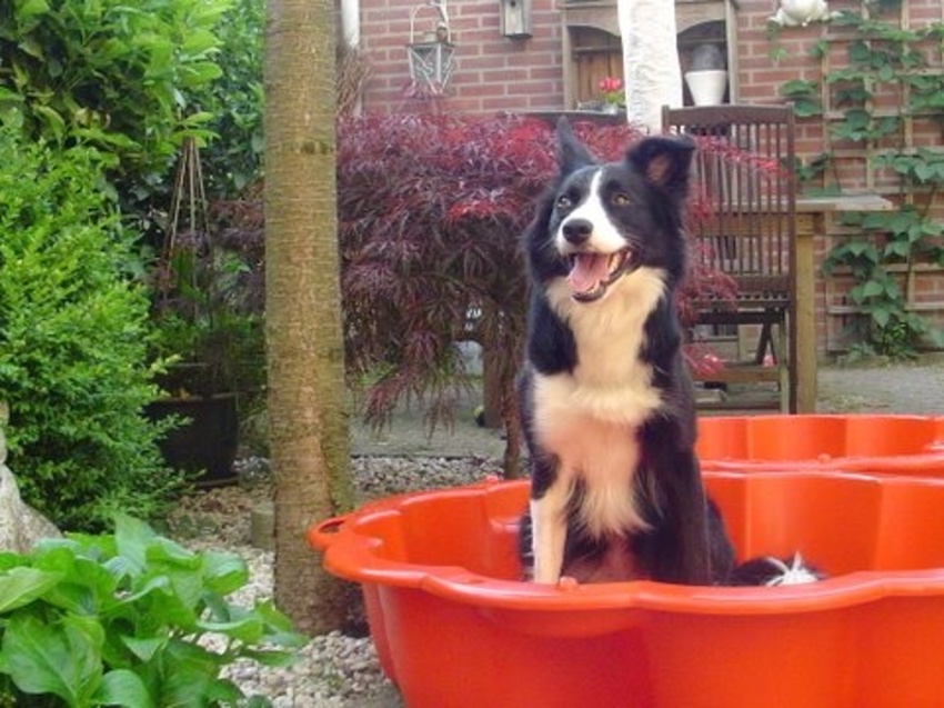 Chukkie in haar badje 