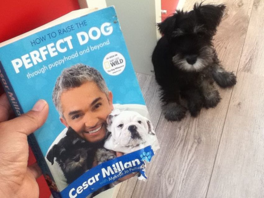 How to raise the perfect dog... Fail...