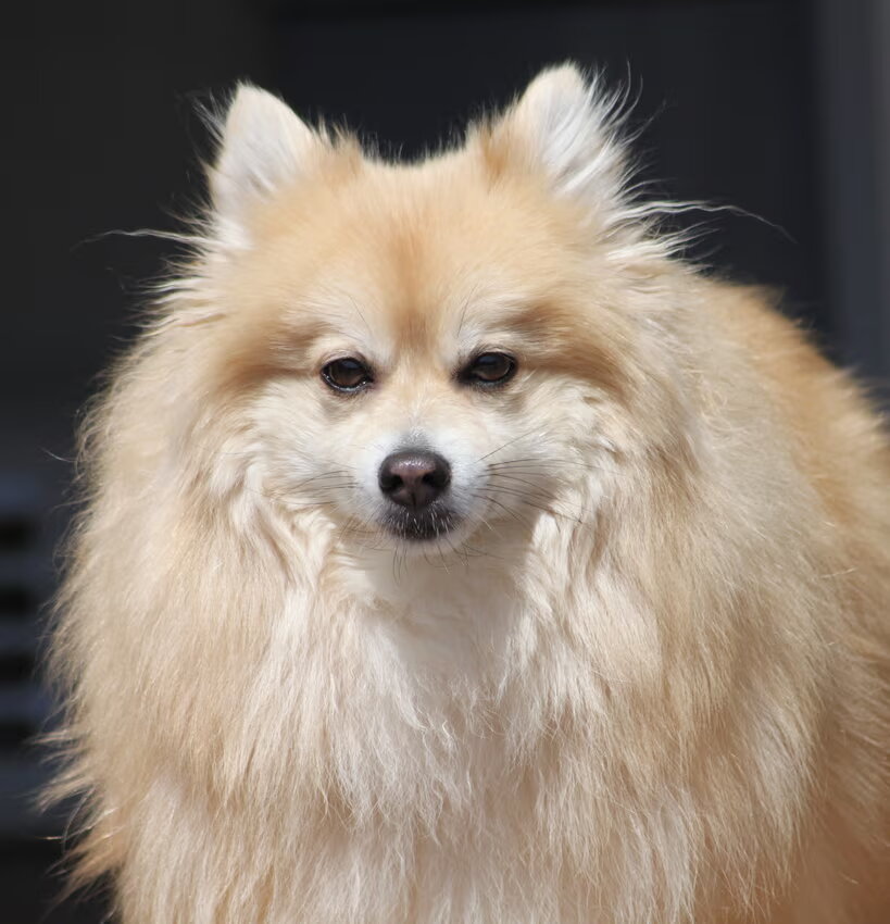 Goudje