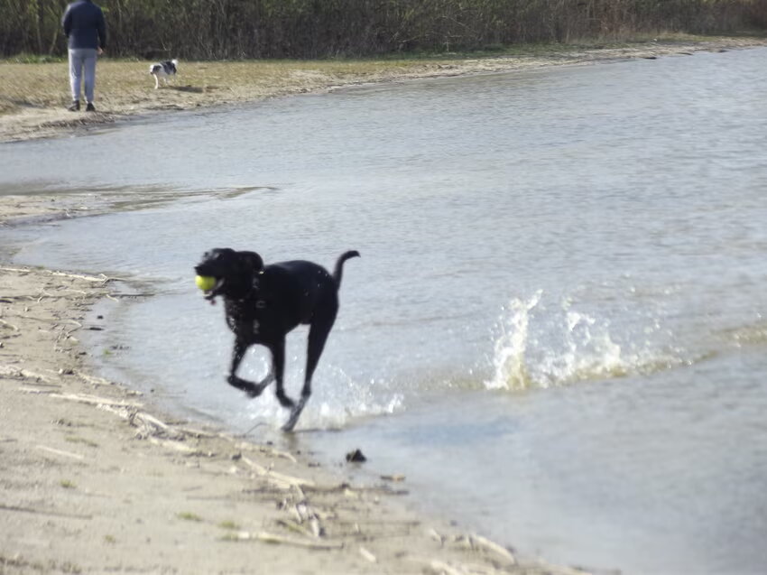 Foto van corrie en blacky