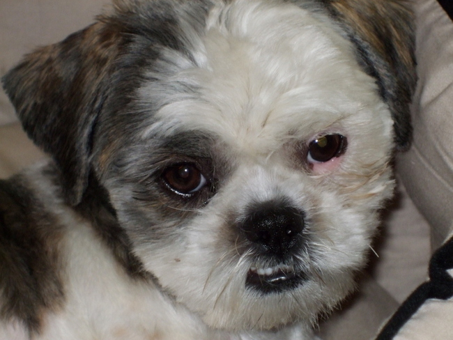 net naar de trimmer geweest