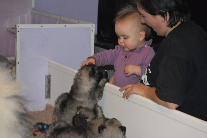pups 4 weken met kleindochter