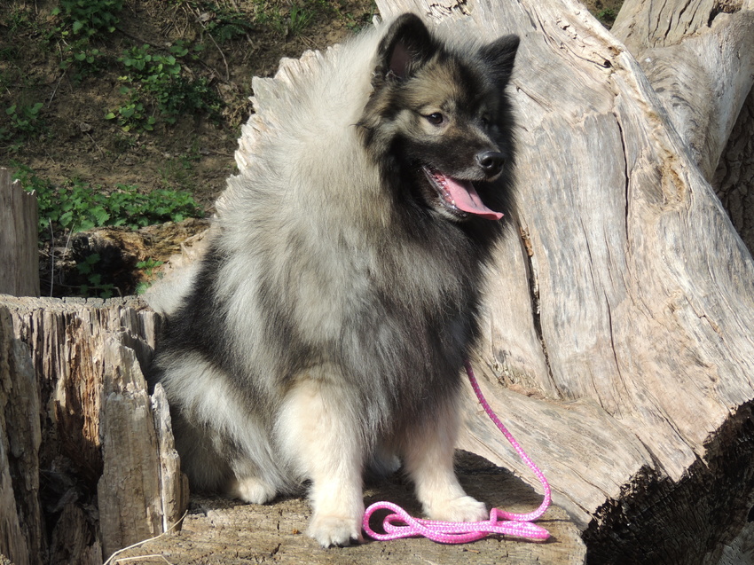 Kaluna op de boomstam