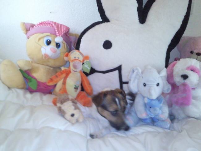 tusse de knuffels in