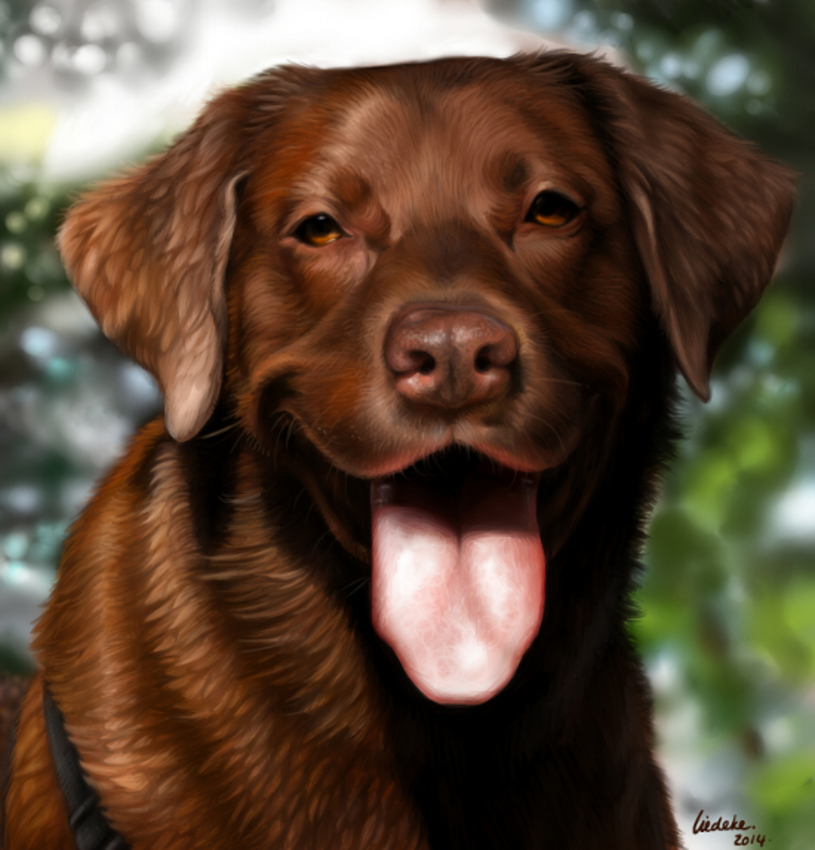 Een digitale tekening van een labrador genaamd Neiko. Voor een vriend uit Canada. :)