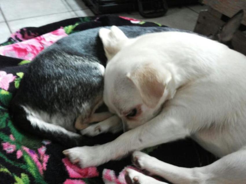 Zo liggen ze vaak samen in de mand of bench...