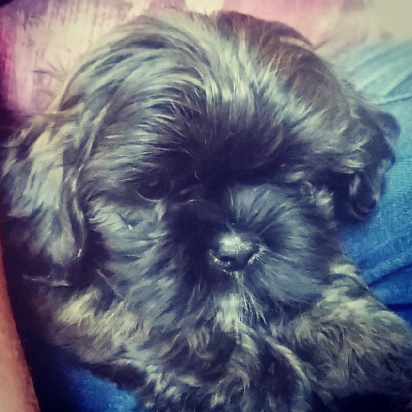 Dit is Daisy hier hebben we haar net gehaald