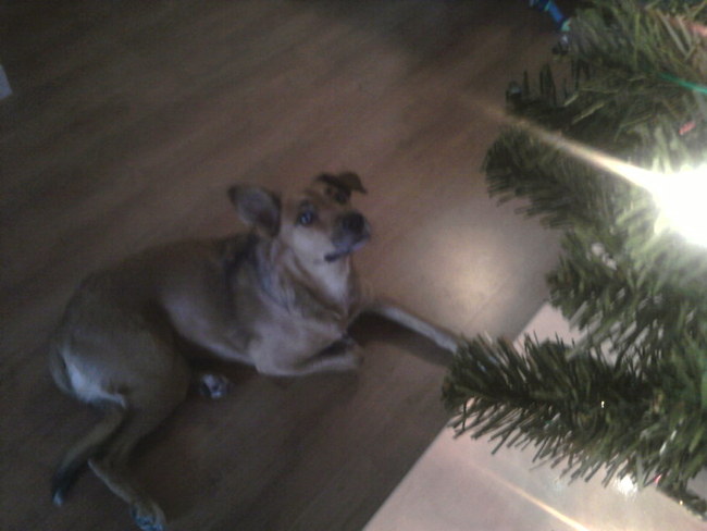 Maria zag de ster van Bethlehem schijnen hoog in de lucht.Kindje Jesus is geboren.