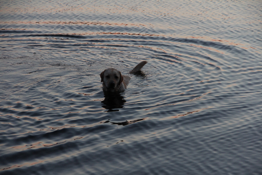 Bear aan het zwemmen in de avond