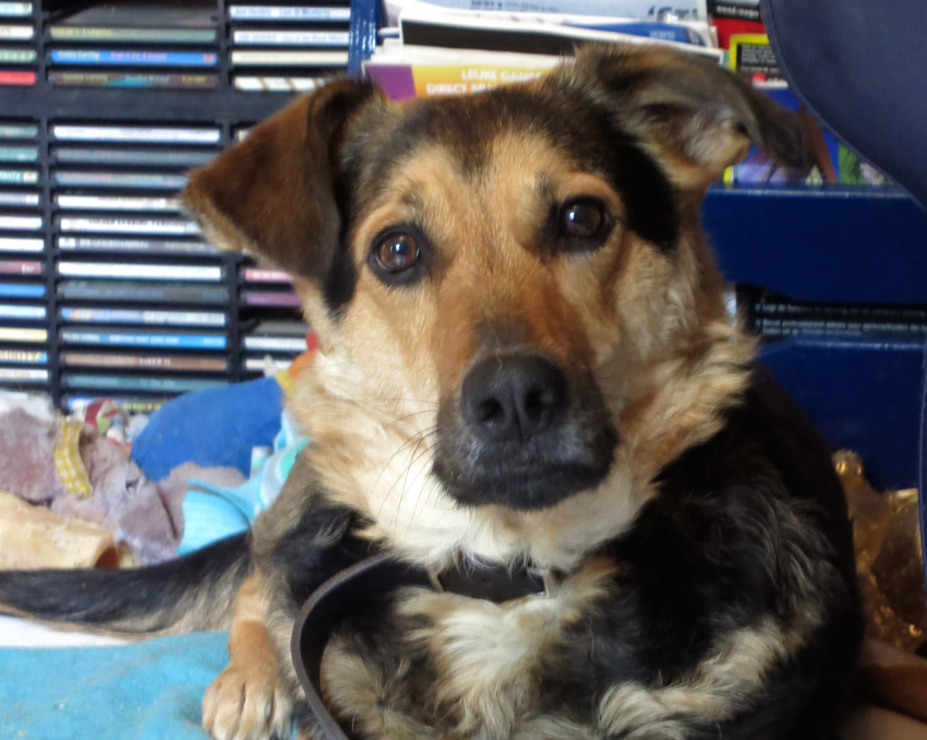 Leos, 1 jaar na adoptie