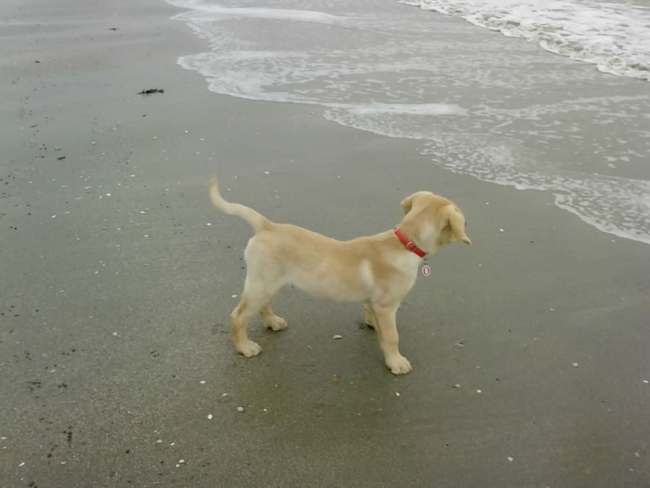 Sam aan het strand, leeftijd 3 maanden