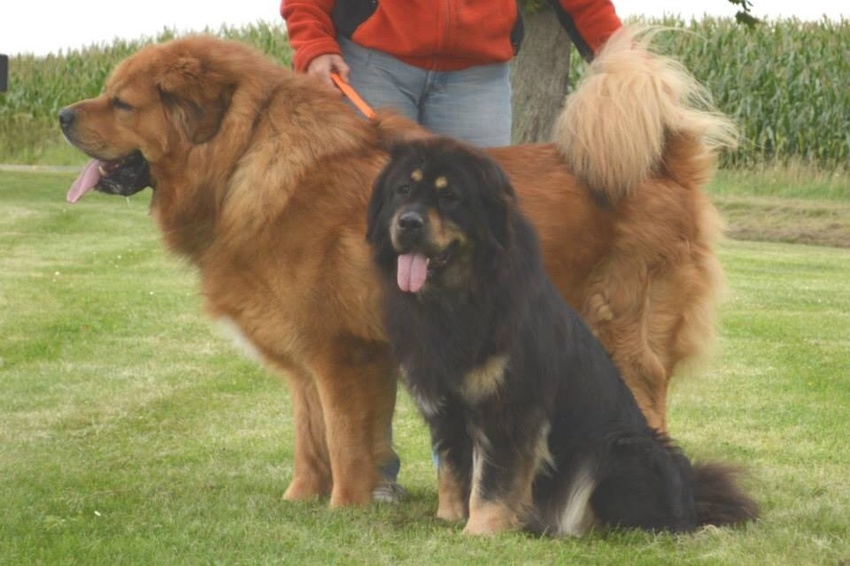 Duits kampioen Chengdu des Mille Vallees X Kaltekhan Purple Raindrops