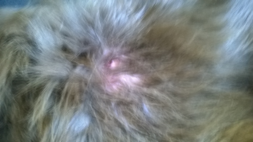 het onschuldig abces is nu subcataan abcessen en bliven verder lopen
