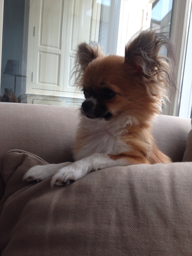 Onze Chihuahua is een echt lid van het gezin, een knuffel, zit het liefst lekker bij ons op de bank