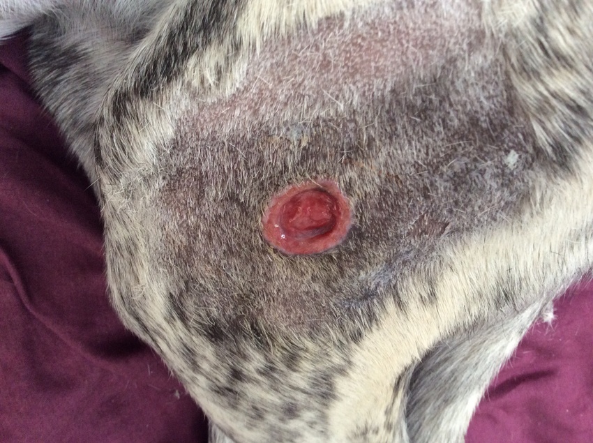 Gezond wondbed, is nog bezig met dichtgranuleren. Witte rand is nieuw epitheel. 