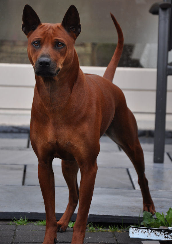 Sally, 20 maanden oud