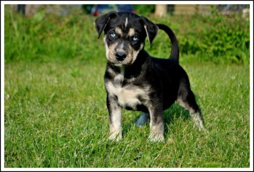 Veyron als puppy, ongeveer 1maand oud, ik was meteen verkocht <3