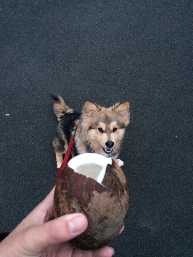 Misa vond een kokosnoot in het bos. Toch tropischer dan verwacht in dit koude kikkerlandje.