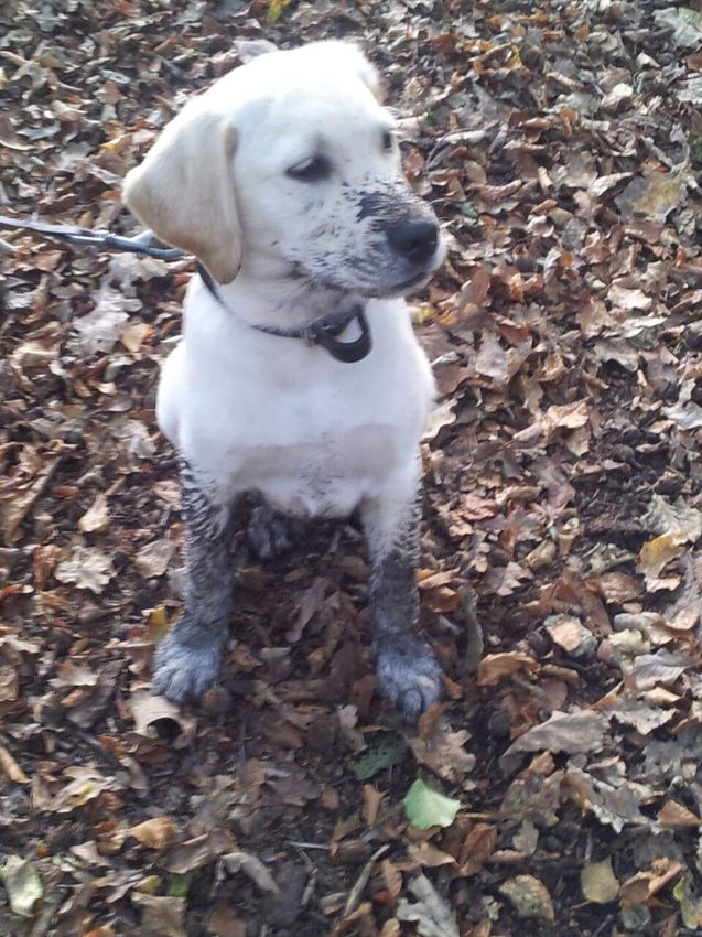 Hugo heeft ontdekt wat modder is, hij vindt het geweldig!