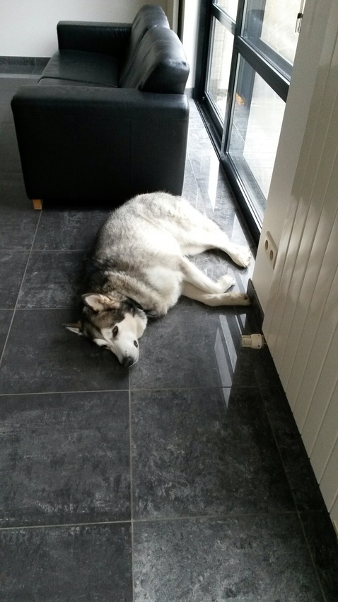 Faolan wilt ook wel wat rusten. Wat een emoties?! Hopelijk voelt hij zich niet als iemand die komt 'solliciteren'.