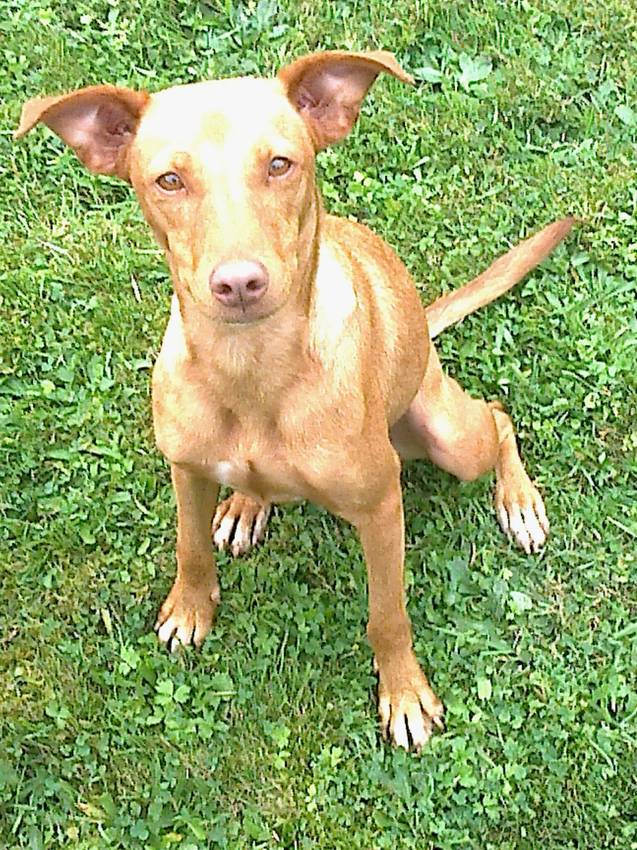 Mila, onze Spaanse opvanghond