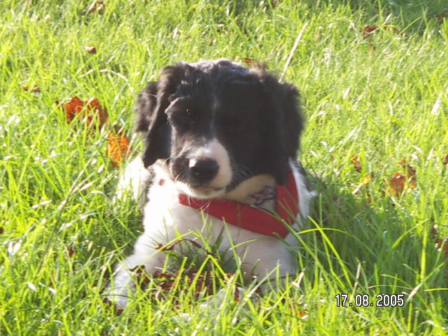 Zorro toen hij nog een kleintje was