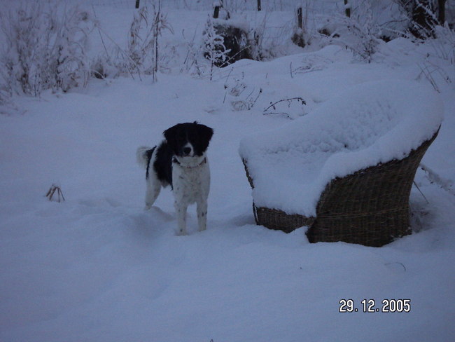 Zorro's eerste sneeuw