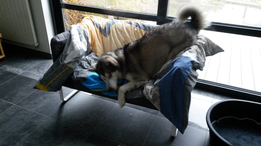 Faolan is net nieuw bij ons (december 2014). Hij is gewoon in een zetel te liggen. Dat vinden we schattig, maar ook wel weer onpraktisch. Compromis is dus een eigen zeteltje. En om het wat proper te houden ligt er nog een donsdeken is dan nog sneller in de was kan...