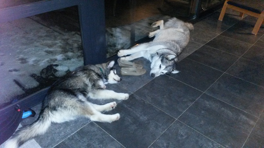 Ze groeien met de dag meer naar elkaar toe. Eigenlijk spiegelen ze elkaar: drinkt de ene, dan drinkt de andere, haalt de ene kattenkwaad uit, dan ook de andere... Zo liggen ze met de dag ook dichter bij elkaar. Hier samen aan het wachten op de kat...