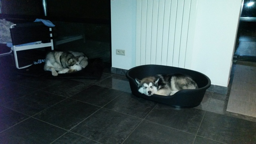 ... En als samen aan de deur wachten op de kat niet helpt. Dan gaan ze nog liever elk op een zacht plekje liggen. Zonet lagen ze nog samen in het zeteltje van Faolan, maar dat mag niet. Nunaraqje is nog te jong om in en uit zeteltjes te gaan