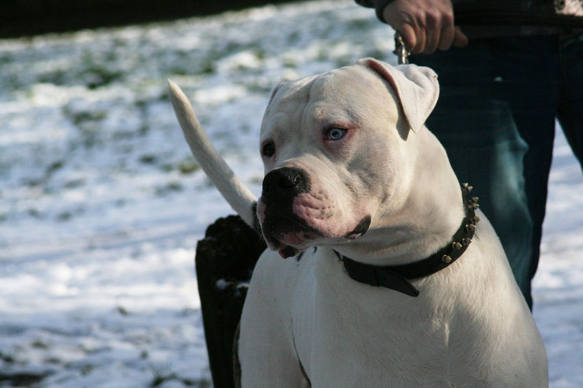 Bij elke foto is een apart verhaal, maar ik heb dan ook wel een hele aparte hond en heb best veel vragen, dus wie weet kan ik wat contacten maken, die mij informatie rijker kunnen maken...hier is ie dan...