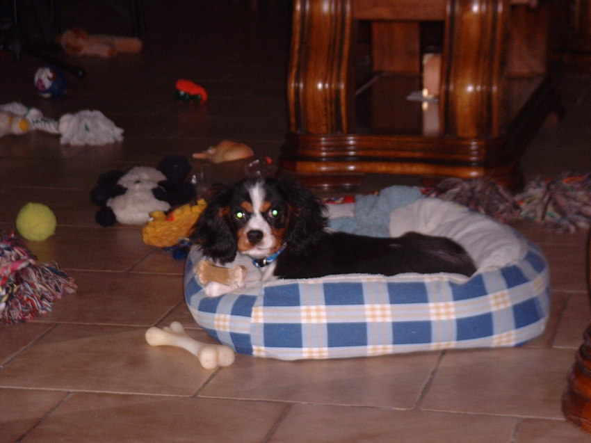 Dit is billy ik ben een cavalier,van bijna 7jaar ik ben een flinke kerel ,En mag veel gaan wandelen naar het bos met vrouwtje