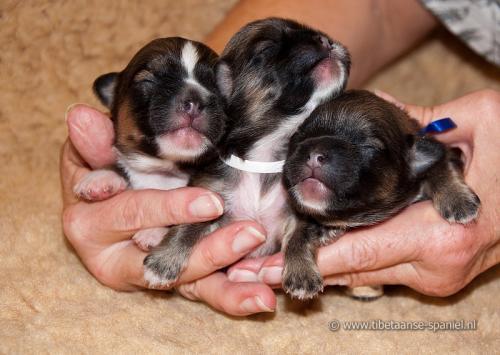 Puppy's Tibetaanse spaniels. Tommy is het linkse hondje.