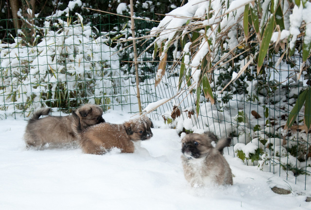 Tommy (middelste hondje) met zijn broertjes in de sneeuw. 8 weken oud.