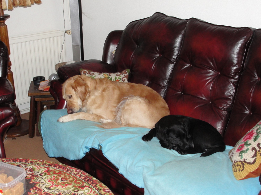 Hier onze Lady met de Labrador (Fahra) van mijn dochter.