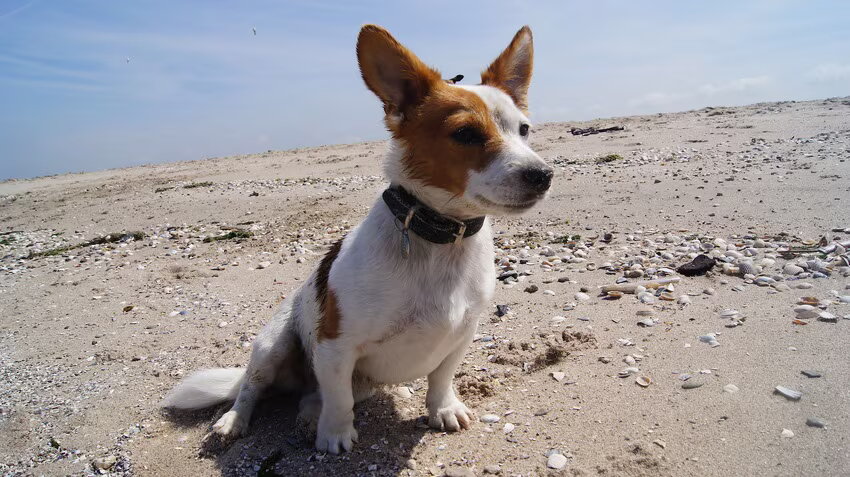 Foto van Vrouwtje van Denzel en Diva (R.I.P. Dixie)