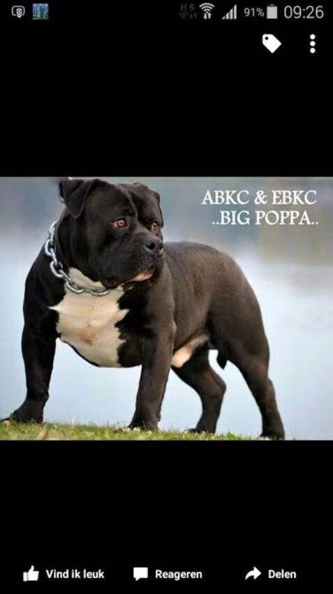 Foto van Tineke *Luna * Rambo (Brutus R.I.P)